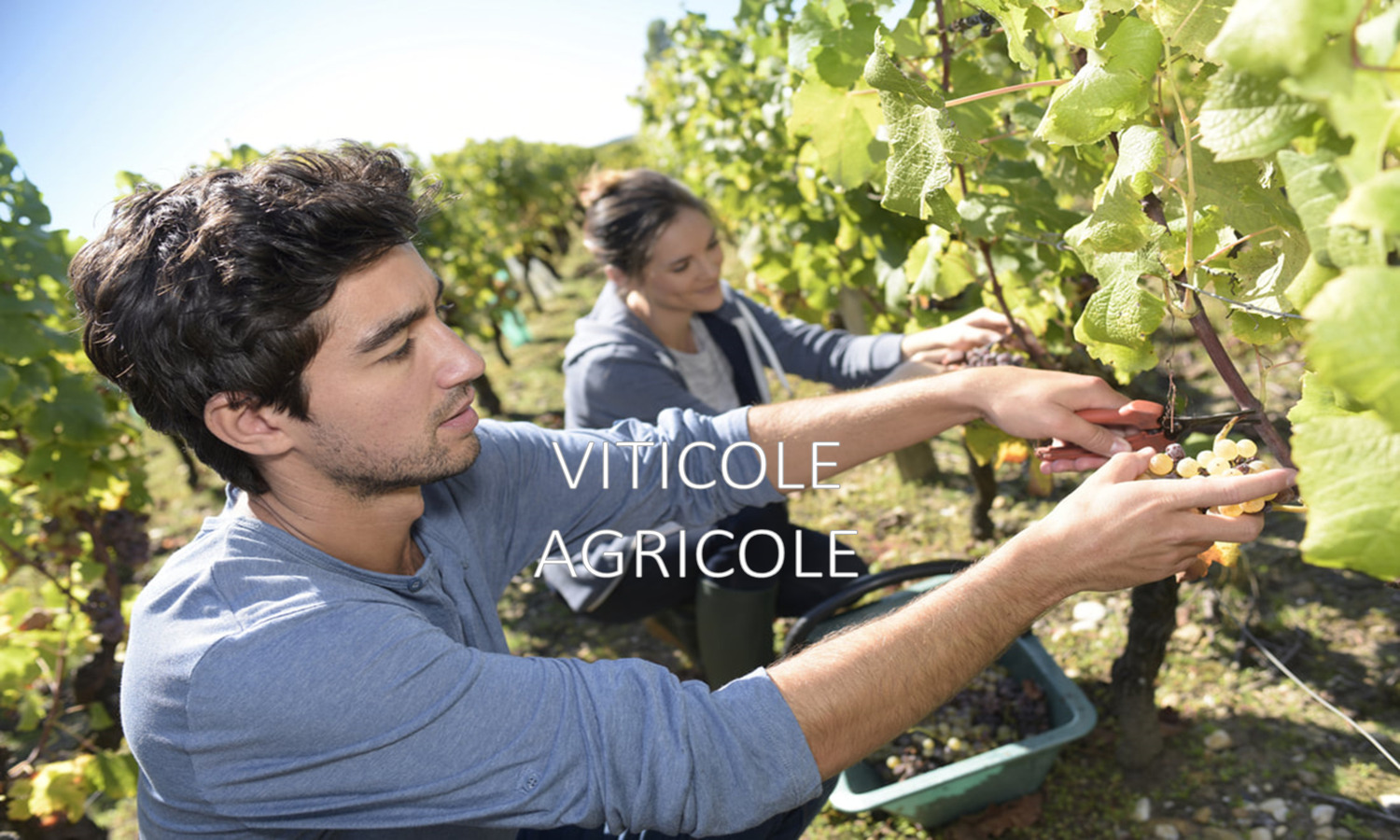 viticole agricole 1